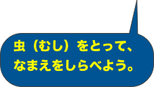 虫（むし）をとって、
なまえをしらべよう。